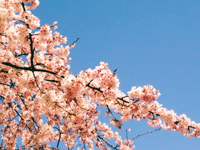 東京浅草のお花見スポット 隅田公園の桜以外にも超穴場スポットが存在する